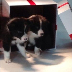 Sunde & søde Border Collie hvalpe til salg. De er 12 uger gamle. Kontakt mig, hvis interesseret.