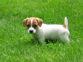 Racerene Jack Russell Terrier