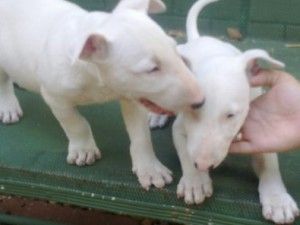 Smukke Bull Terrier Hvalpe