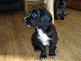 Cocker spaniel, FT Cocker han hvalp salgs klar 10/2-2013 den sælges med DJR Stamtavle er chippet, vaccineret og har fået ormekur, er efter jagt glade forældre og han er vant til børn og kat, en super frisk sort han. Ft spaniel hvalpe træning er påbegyndt, og han er mem at arbejde med.