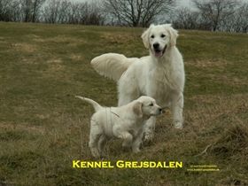 Golden Retriever **Guldklumper** Er planlagt.**Sommer** efter vores dejlige *Queen*og med en af de allerbedste golden hanner *som er dansk udstillings Champ *Non Stop Joe Joe mayer*...* begge med super gode DKK papirer .Flotte udstillings og højt præmierede med super temperement begge to og sundhed i top ....Mor har.A hofter .Hvalpene ..født i køkkenet og fra starten en del af familien... inden afrejse herfra 3.gange orme kur og med sundhedsbog fra vores Dyrlæge og Med grundig vejledning om hvalpens opdragelse og træning..... Men kig på vores hjemme side for yderligere info. hvad vi står for.... .... Vente listen..er åben for nye hvalpe købere... Forventes Sen Sommer 2022