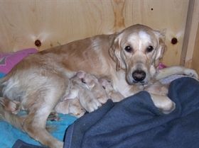 Golden Retriever hvalpe sælges Hvalpene er efter gode jagtlinier , faderen er markprøve præmieret og efter danske FT golden linier. Hanhund er HD -AD fri samt øjne uden anmærkninger Tæven er HD -AD fri Hvalpene er vaccineret, chipmærket , har fået ormekur x 2 Hvalpene er stambogsført i DDH Hvalpene er født 15. Januar 2013 og er klar til at flytte 15 marts 2013. , følg evt. hvalpene på hjemmesiden : http://www.bricksite.com/goldenretrievertilsalg