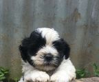 shih tzu kennel danmark