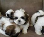 shih tzu hund salg