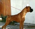 boxer hvalpe kennel