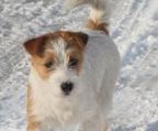 jack russell terrier til salg