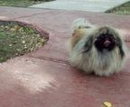 pekingeser Pris 16000 Kr