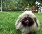 pekingeser kennel danmark