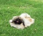 pekingeser salg