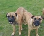 Bullmastiff hvalpe salg