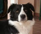 Border collie hvalpe til salg danmark