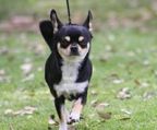 smukke micro tekop lang frakke chihuahua pige. Jeg er forelsket denne lille pige. perfekte applehead, kort næseparti og små ører. 
<br>
<br>
<br>
<br>