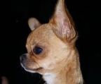 Køb Chihuahua hunde