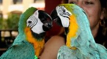 decible loros guacamayos para la adopción