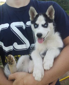 Blue Eyed Siberian Husky hvalpe til salg