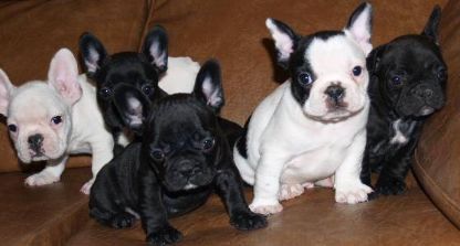 Champion Linje Purebred Fransk Bulldog Hvalpe til salg