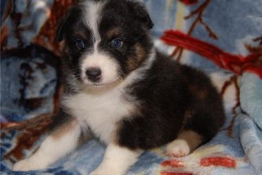 Australian shepherd hvalp til salg