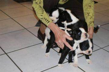 Boston Terrier hvalpe til vedtagelse