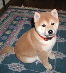 Shiba Inu hvalpe til salg.