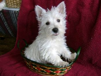 West Highland White Terrier hvalpe til rådighed for godt hjem