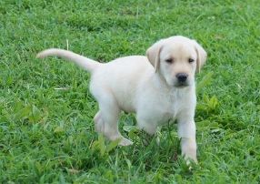 Labrador Retriever hvalpe til salg