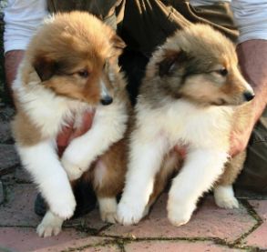 Rough collie hvalpe til salg