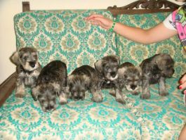 schnauzer miniatura Cachorros con stamtavle