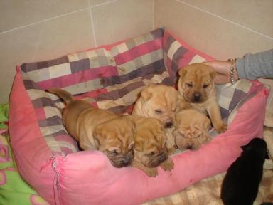 camada de shar pei para adopcion, tienen...