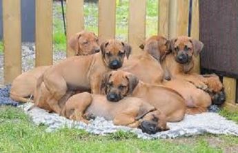 Rhodesian Ridgeback hvalpe til salg