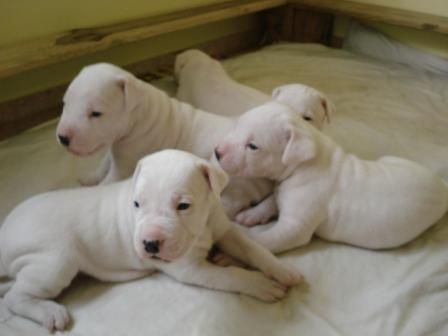 Dogo Argentino hvalpe til vedtagelse