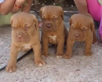 Dogue de Bordeaux hvalpe til vedtagelse