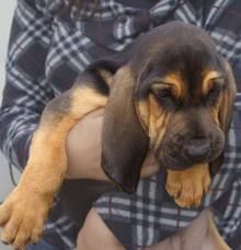 Bloodhound hvalpe til salg