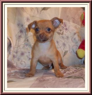 Cute Little Fawn Männlich Chihuahua. Er hat ein beigefarbener Mantel. Nacho ist ein Standard-Größe Chihuahua Welpen, und er wog £ 2, 12 Unzen bei 9 Wochen alt. Nacho ist utd auf Schüsse und wormings und wird ein Florida Health Certificate, bevor er geht zu seiner neuen Heimat. Mama und Papa sind kurzhaarige Kitze. Nacho ist CKC registriert. Wir sind außerhalb Noth Westen Cameroon.We befinden, werden für eine angemessene Gebühr, um die Lieferung zu erleichtern fahren einen angemessenen Abstand. Bitte schicken Sie mir für weitere Bilder.
<br>