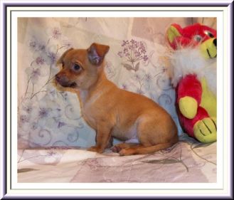 Chihuahua Welpen bereit für ihre / seine neue Heimat Pflege
<br>Cute Little Fawn Männlich Chihuahua. Er hat ein beigefarbener Mantel. Nacho ist ein Standard-Größe Chihuahua Welpen, und er wog £ 2, 12 Unzen bei 9 Wochen alt. 
<br>