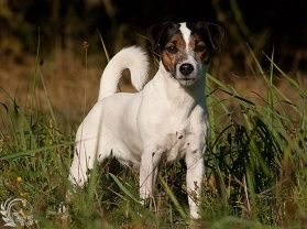 Parson-Russell-Terrier-puppies