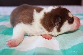 Siberian-Husky-puppies