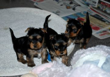 Yorkshire Terrier hvalpe med stamtavle