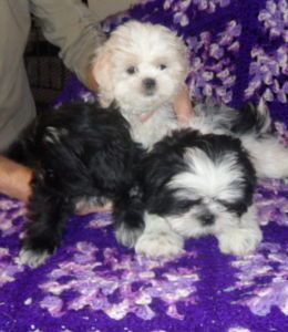  SHIH TZU PUPS PUREBRED REGISTERED