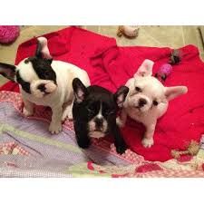 tre smukke franske bulldog hvalpe 