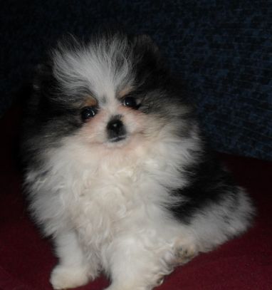 Dwarf Spitz Pomeranian hvalpe