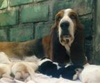 basset hound hvalp pris