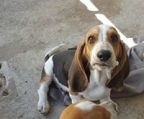 Basset hound hvalpe til salg danmark