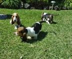 basset hound 7 uger, 3 kvinde