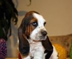 basset hound kuld