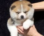 akita inu pris