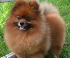 3 stk pomeranian, dansk kennel