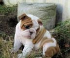 engelsk bulldog hvalpe til salg danmark