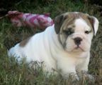 engelsk bulldog kennel