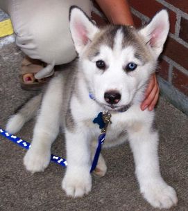 garciasalvadora@outlook.com
<br>
<br>Fuld registrering hvalp husky hvalp
<br>Dette er smukke grå og hvid Boy Siberian Husky hvalp. Han er absolut betagende. Han ser ud til at være bi-eyed (ét blåt og et brunt); det blå øje har en plet af brunt i det, og det brune øje har en plet af blå i det.
<br>Han vil komme op til dato på skud og wormings. Han vil også komme med en hvalp pakke, der inkluderer: patientjournal, Full registrering hvalp guide, mad prøve, mad kupon,