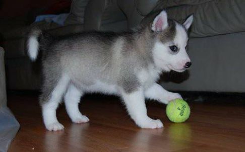 garciasalvadora@outlook.com
<br>
<br>Fuld registrering hvalp husky hvalp
<br>Dette er smukke grå og hvid Boy Siberian Husky hvalp. Han er absolut betagende. Han ser ud til at være bi-eyed (ét blåt og et brunt); det blå øje har en plet af brunt i det, og det brune øje har en plet af blå i det.
<br>Han vil komme op til dato på skud og wormings. Han vil også komme med en hvalp pakke, der inkluderer: patientjournal, Full registrering hvalp guide, mad prøve, mad kupon,
<br>